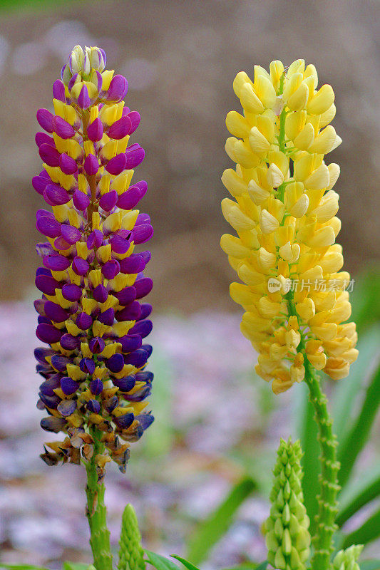 Lupinus /羽扇花